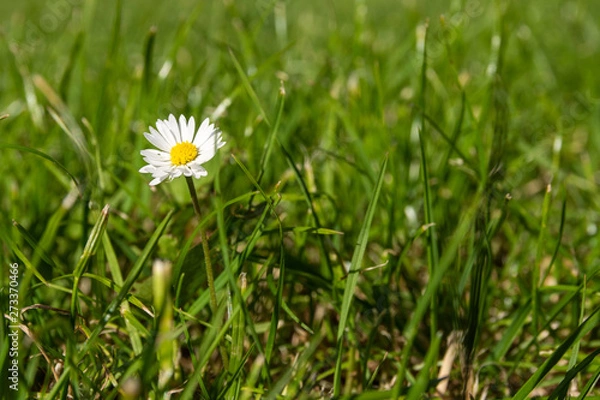 Obraz Single daisy on a meadow