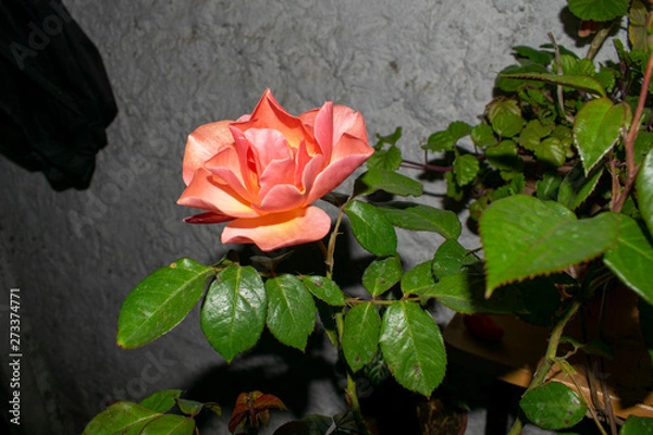Obraz red rose on a background