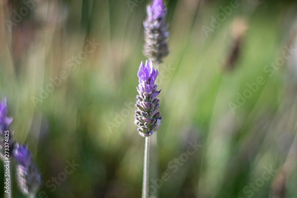 Obraz blue flowers in field
