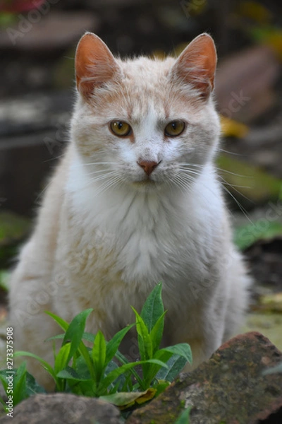 Obraz Cat Portrait. Yellow Domestic cat in outside