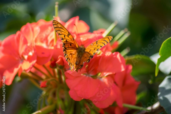 Obraz butterfly on flower