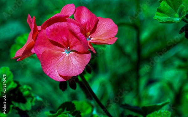 Obraz red flower