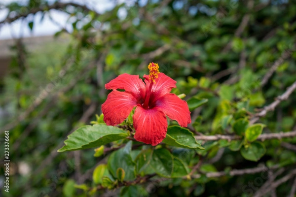 Obraz red hibiscus flower