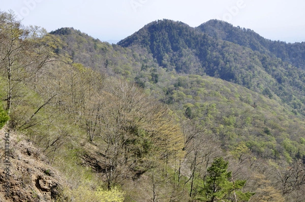 Fototapeta 新緑の丹沢三峰
