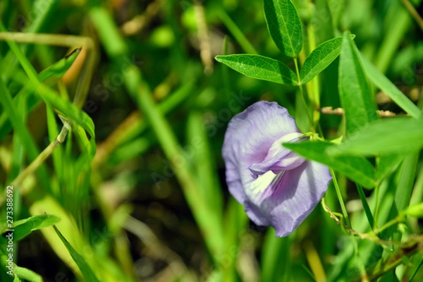 Obraz Purple wild flower