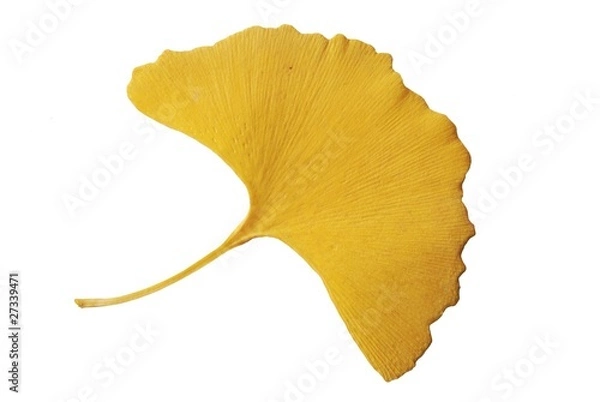 Obraz Feuille de ginkgo
