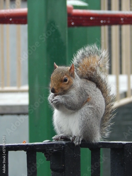 Fototapeta squirrel