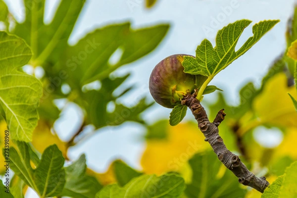 Fototapeta Ripe fig on the tree, close up, soft focus
