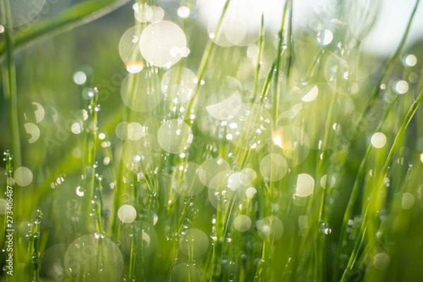 Obraz 朝露キラキラ