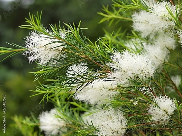 Obraz メラレウカアルテルフォシアの花