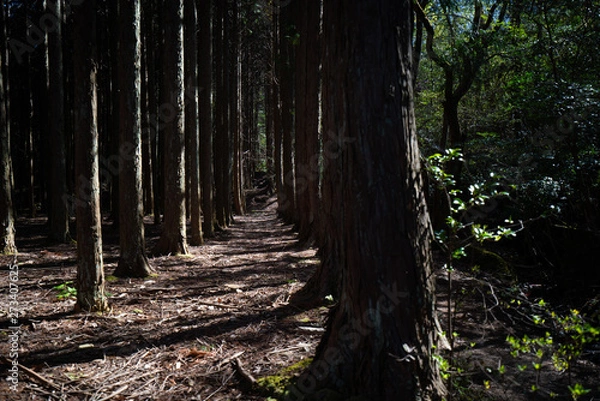 Fototapeta 日本の金勝山で撮影した森のイメージ