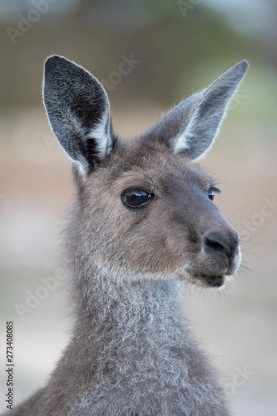 Obraz grey kangaroo