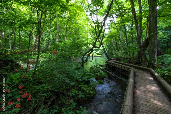 Obraz ハイキングコースとして人気！美しい自然が広がる奥入瀬渓流