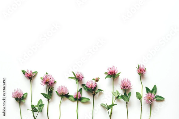Obraz Pink clover flowers on white background.