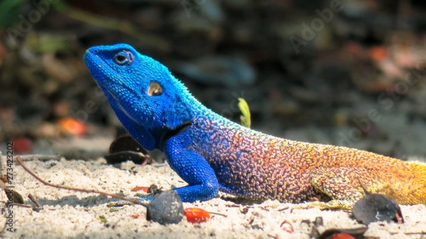Fototapeta Brightly colored gecko with a blue head and yellow tail sitting on the sand with green leafs 