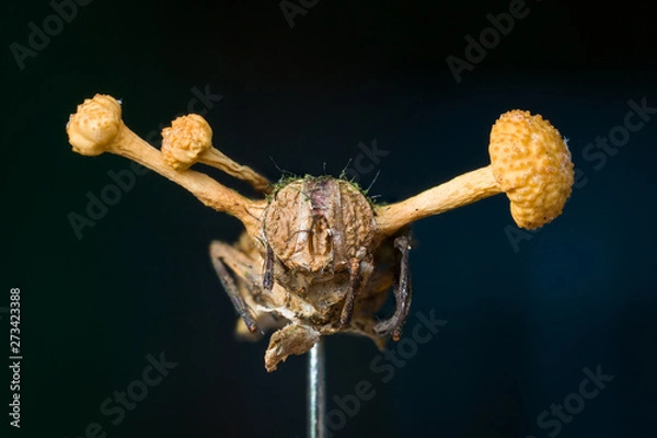 Fototapeta zombie fungus Ophiocordyceps dipterigena on fly in Andean cloud forest in Bolivia