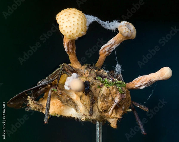 Fototapeta zombie fungus Ophiocordyceps dipterigena on fly in Andean cloud forest in Bolivia