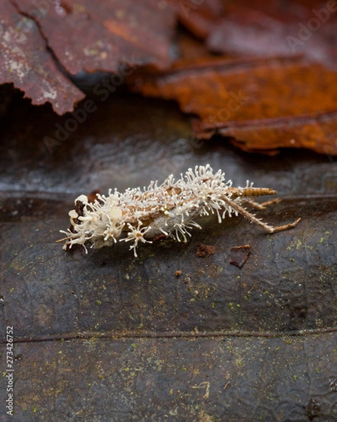 Fototapeta zombie fungus Cordyceps on gryllid in Andean cloud forest in Ecuador