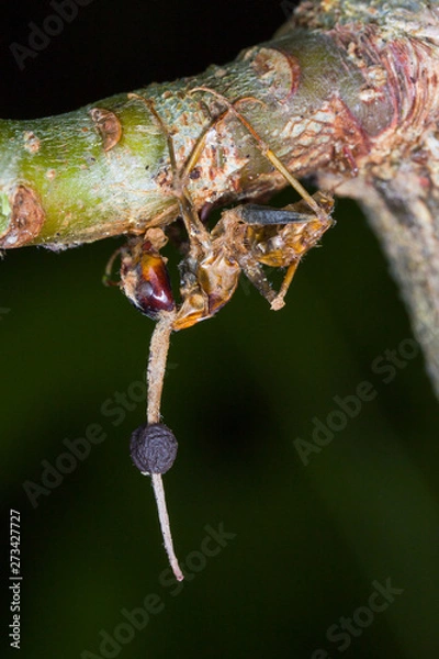 Fototapeta zombie fungus Ophiocordyceps kimflemingiae on ant attached to underside of branch in South Carolina