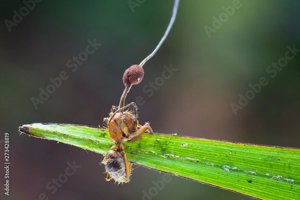 Fototapeta zombie fungus Ophiocordyceps albacongiuae on an ant at the edge of a leaf in Amazon rainforest in Colombia
