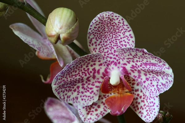 Fototapeta moth orchid