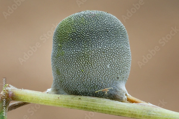 Fototapeta close-up of Ustilaginoideae fungus on living bamboo branch in tropical rainforest in Costa Rica