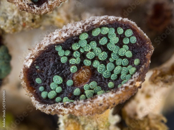 Fototapeta close-up of lichen parasite fungus Abrothallus eriodermae in tropical rainforest in Costa Rica