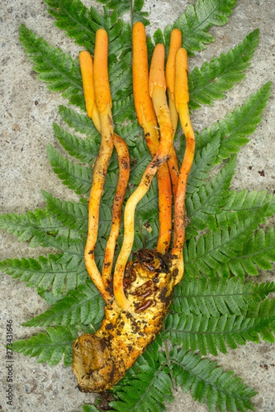 Fototapeta zombie fungus Ophiocordyceps melolonthae on a beetle larva against a fern frond in a tropical rainforest in Costa Rica