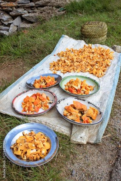 Fototapeta Chanterelle mushrooms displayed on blanket and plates in Madagascar