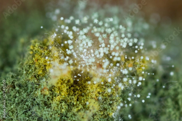 Fototapeta Aspergillus mold on ground in cave in Virginia