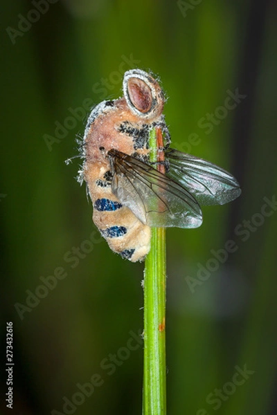 Fototapeta close-up of zombie fungus Entomophthora muscae on cluster of pine needles