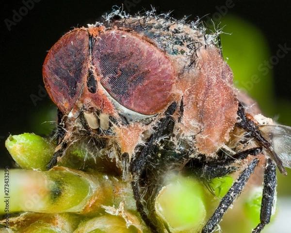 Fototapeta close-up of zombie fungus Entomophthora muscae on cluster of pine needles