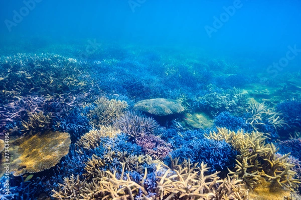 Obraz 珊瑚礁