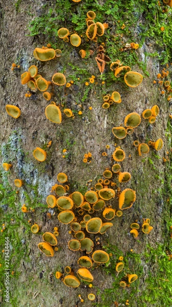 Fototapeta Cordieritidaceae cup fungi on bamboo in Atlantic rainforest in Argnentina