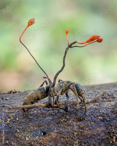Fototapeta zombie fungus Ophiocordyceps australis in Amazon rainforest in Bolivia