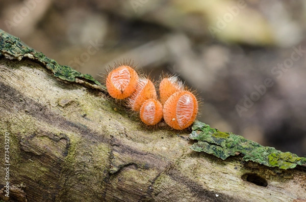Fototapeta Cookeina tricholoma fungus in Amazon rainforest in Bolivia