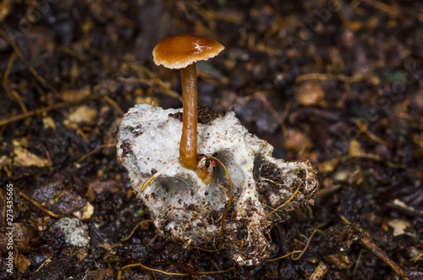 Fototapeta Mushroom on skull in Amazon rainforest in Bolivia