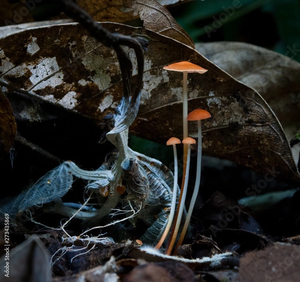 Fototapeta Marasmius mushrooms in Amazon rainforest in Bolivia