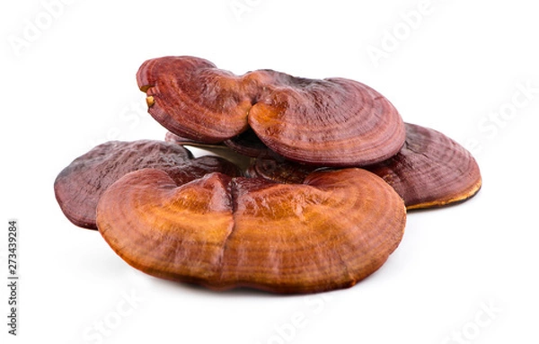 Fototapeta Dried Ganoderma Lucidum Mushroom isolated on white background.Ling Zhi Mushroom
