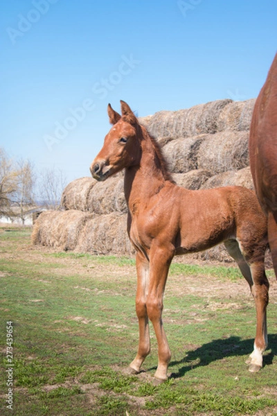 Fototapeta Brown foal