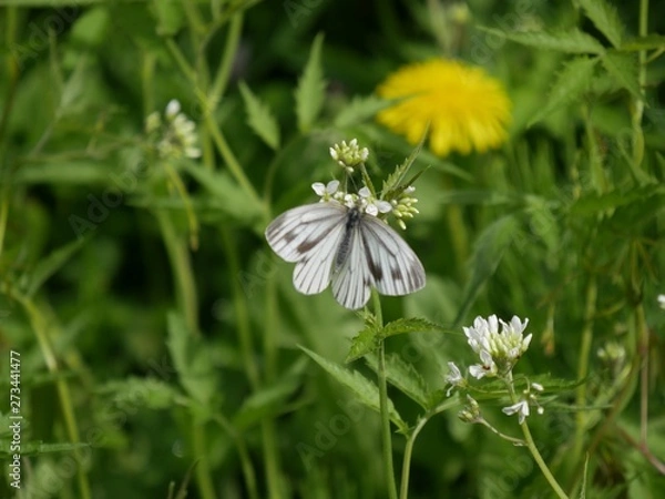 Fototapeta スジグロシロチョウ