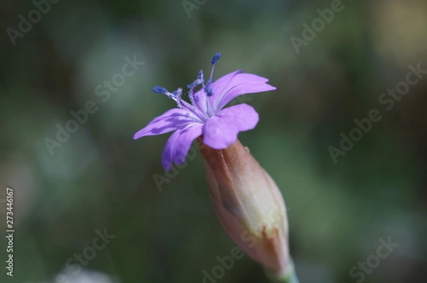 Obraz Красота