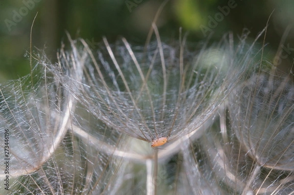 Obraz Тля под зонтиком