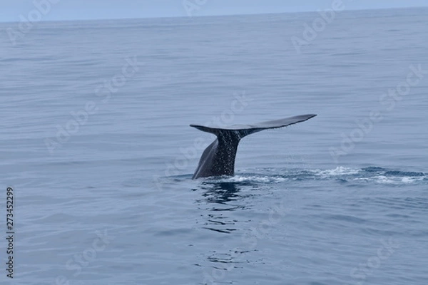 Fototapeta ニュージーランドのクジラ