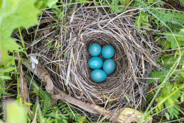 Fototapeta natural nest and blue eggs of a song thrush in the meadow. view from above