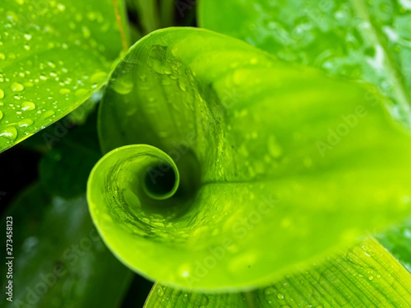 Fototapeta Macro of green leaf roll in the nature