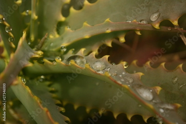 Obraz Aloe  gouttes