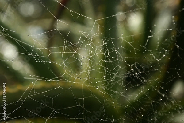 Obraz Toile d'araignée