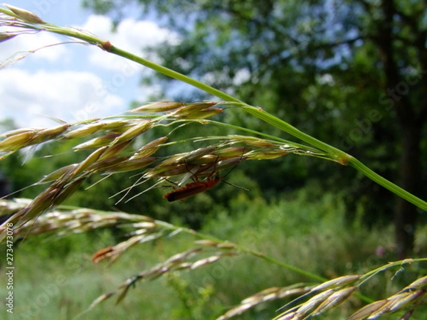 Obraz closeup of grass