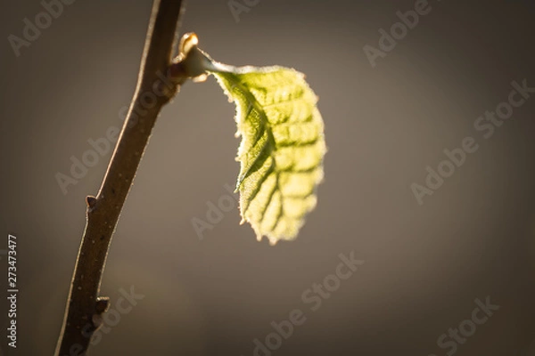 Fototapeta close up of green leaves / leaf in light in blurred dark brown background, design D